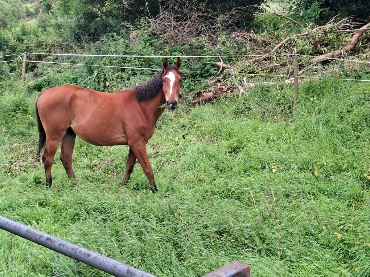 3yr old Gelding green book - Image 1