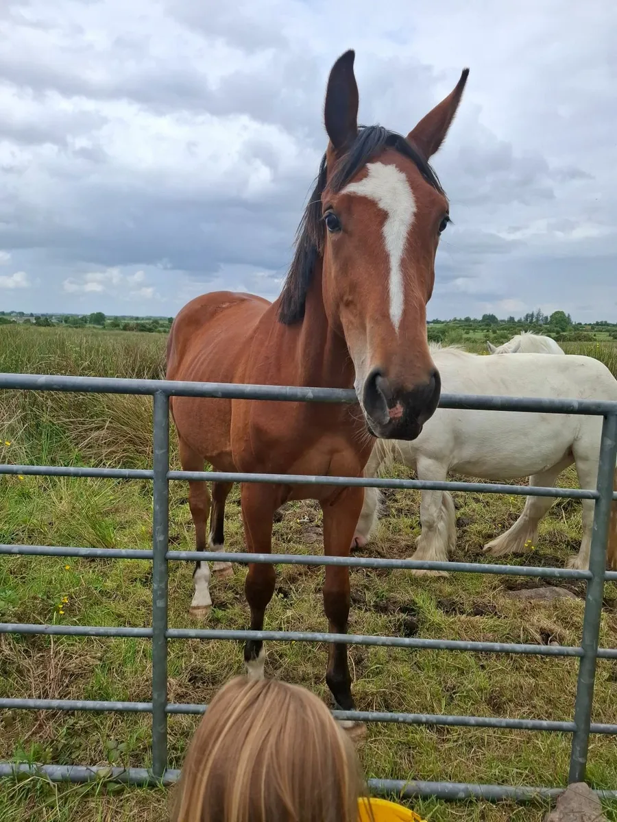 3yr old Gelding green book - Image 2