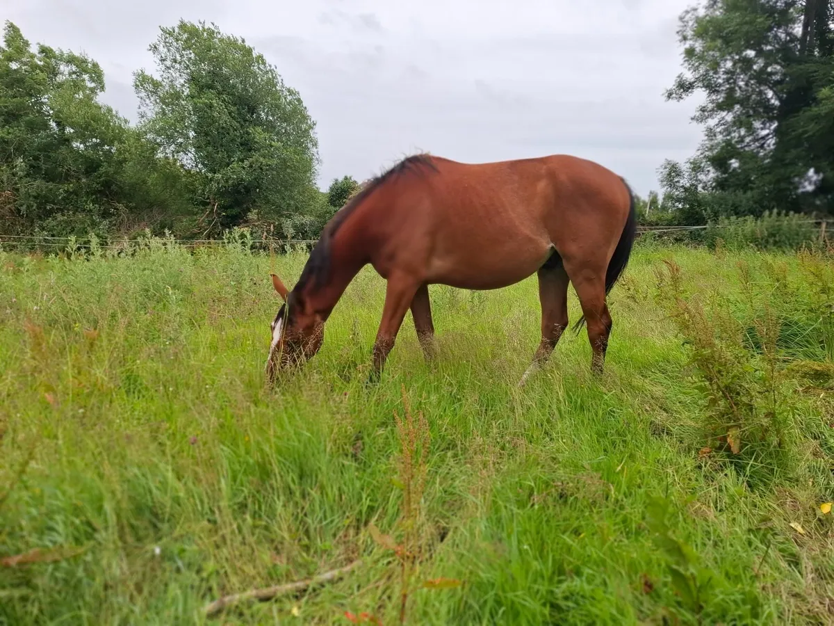 3yr old Gelding green book - Image 3