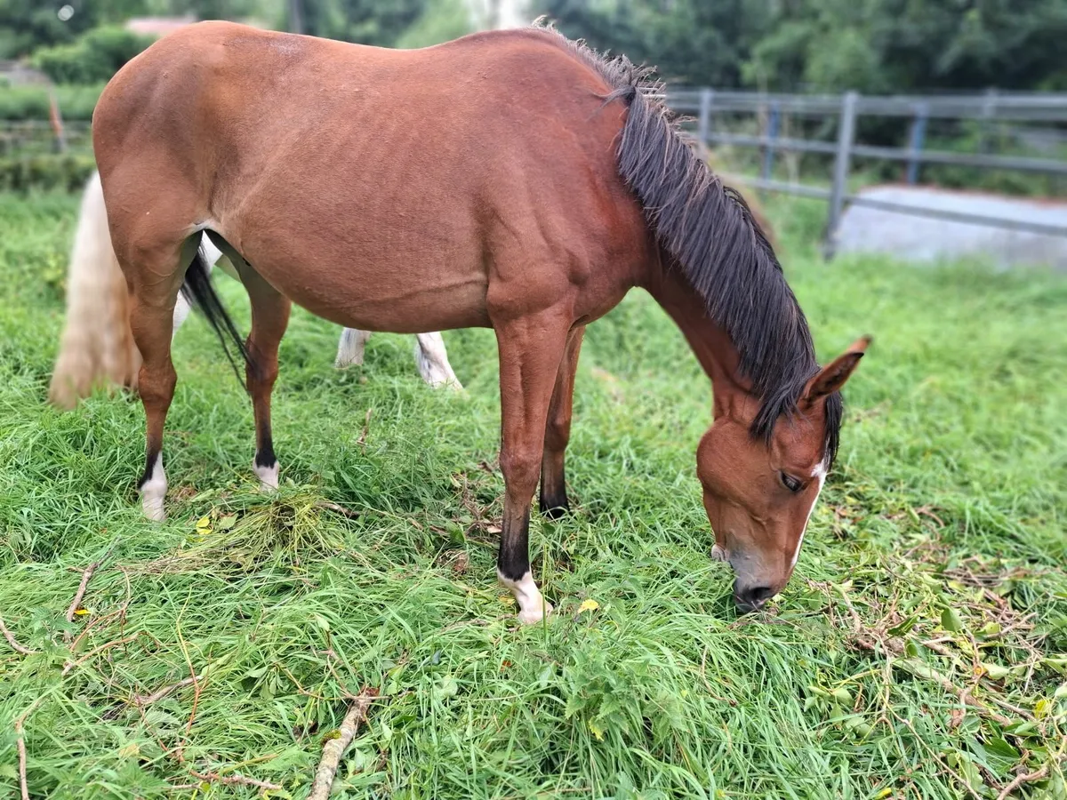 3yr old Gelding green book - Image 4
