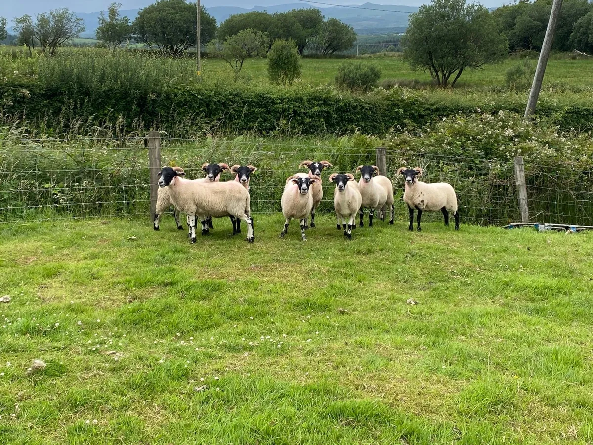 8 Super Lanark Hoggets - Image 1