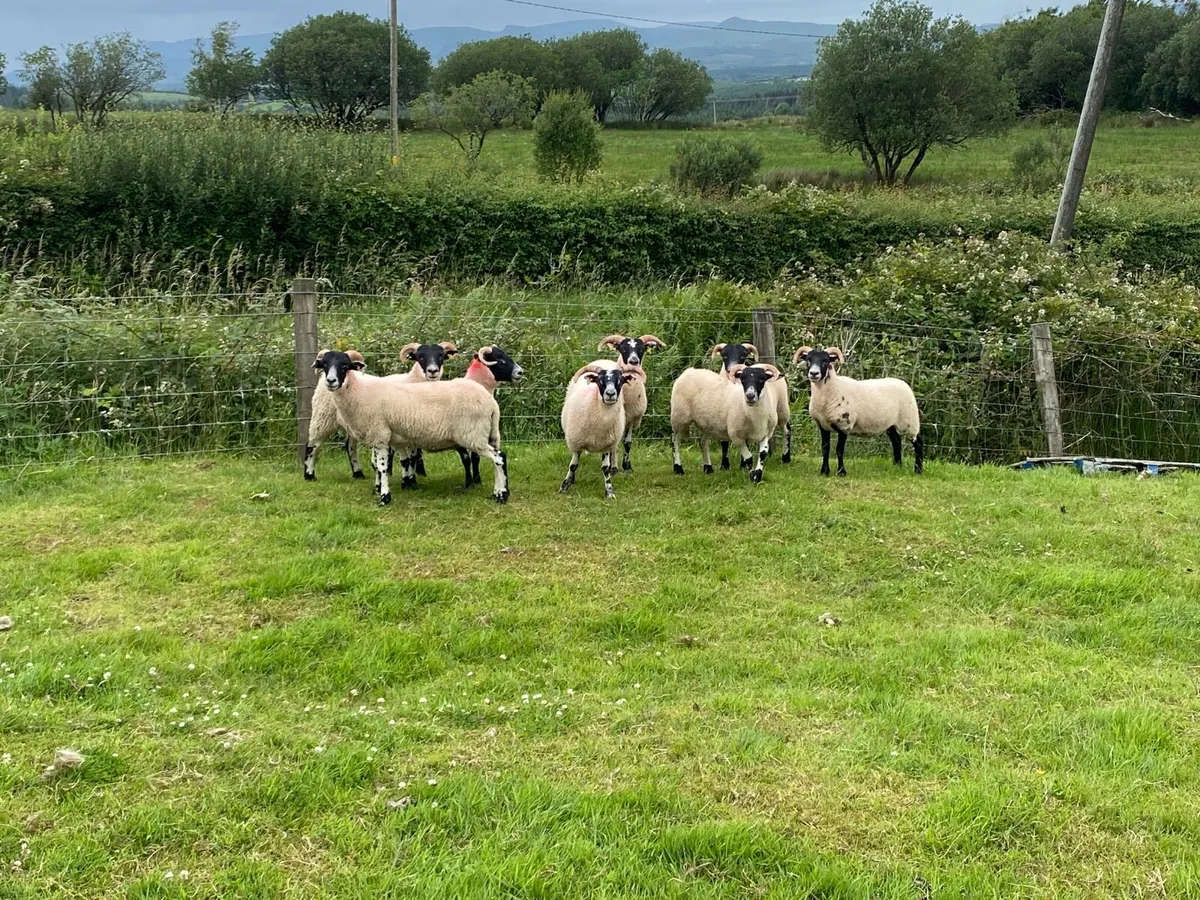 8 Super Lanark Hoggets - Image 2
