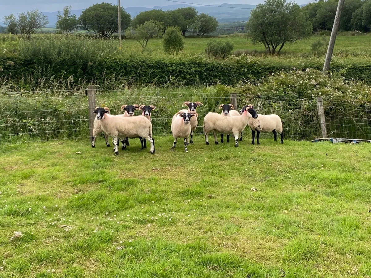 8 Super Lanark Hoggets - Image 3