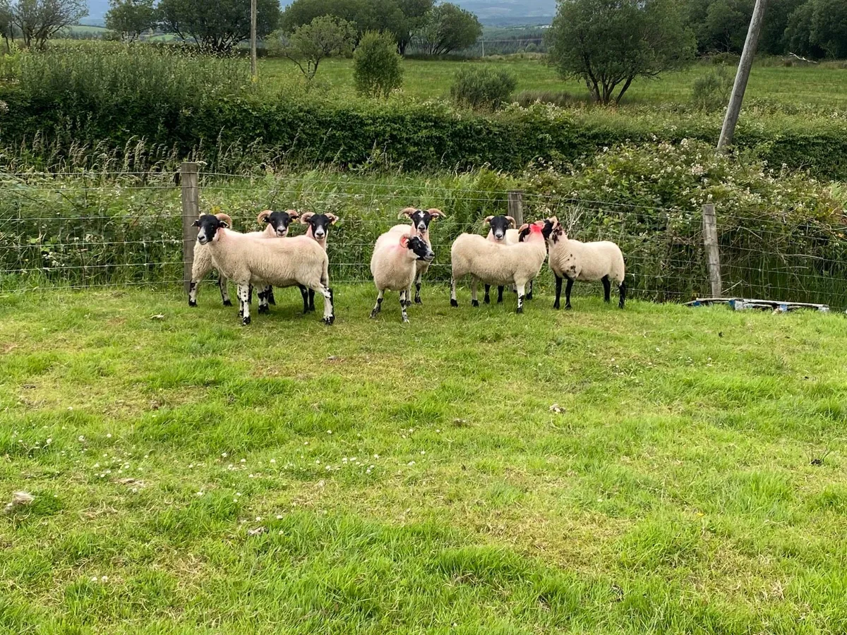 8 Super Lanark Hoggets - Image 4
