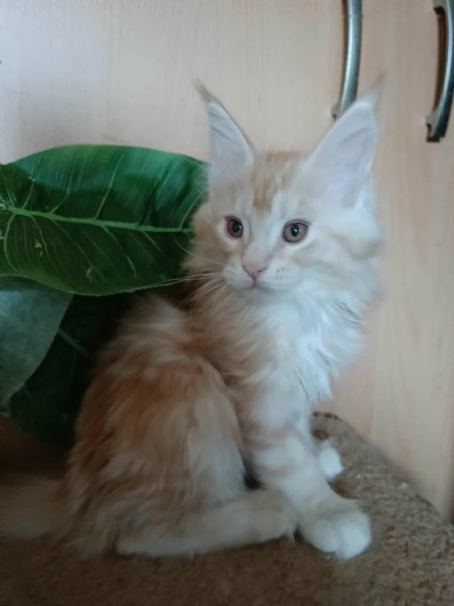 Maine Coon kitten girl Desiree for sale - Image 1