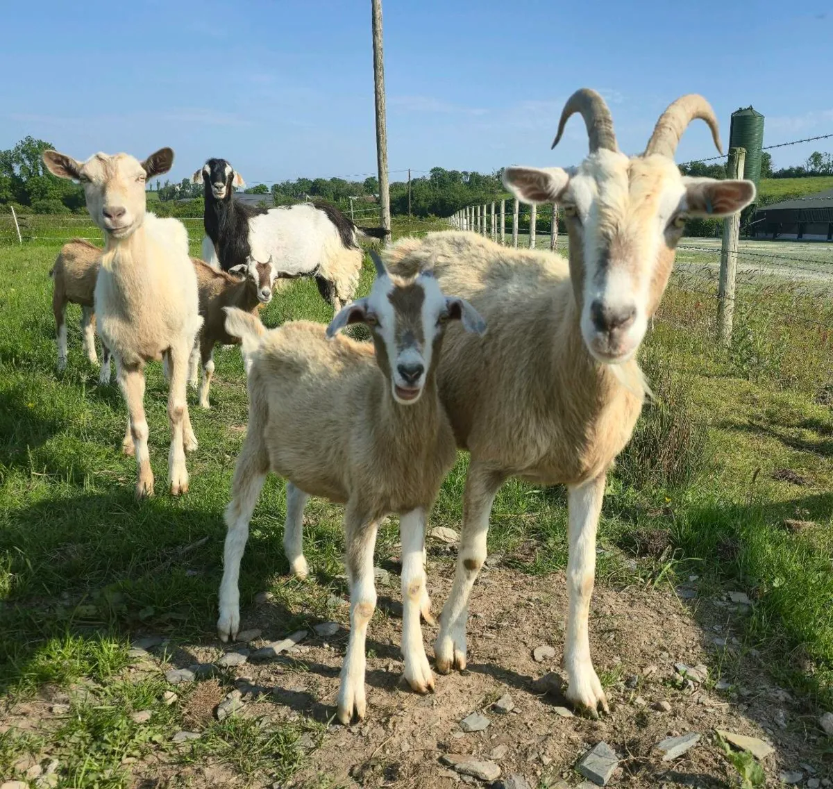 Buck Goat - Image 2