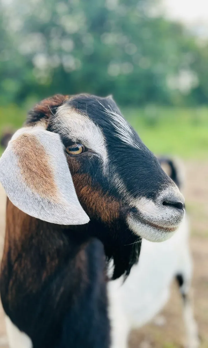 Buck Goat - Image 1