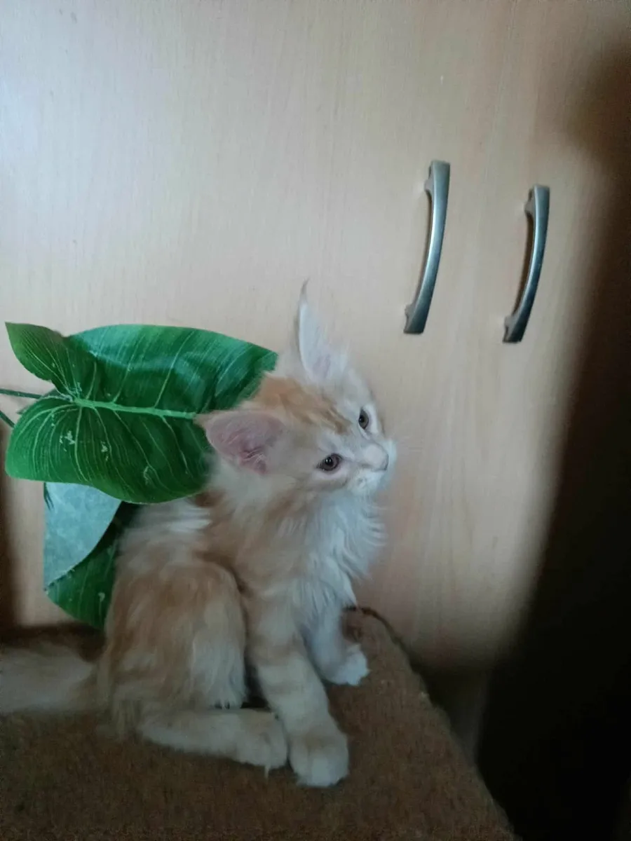 Maine Coon kitten girl Desiree for sale - Image 2