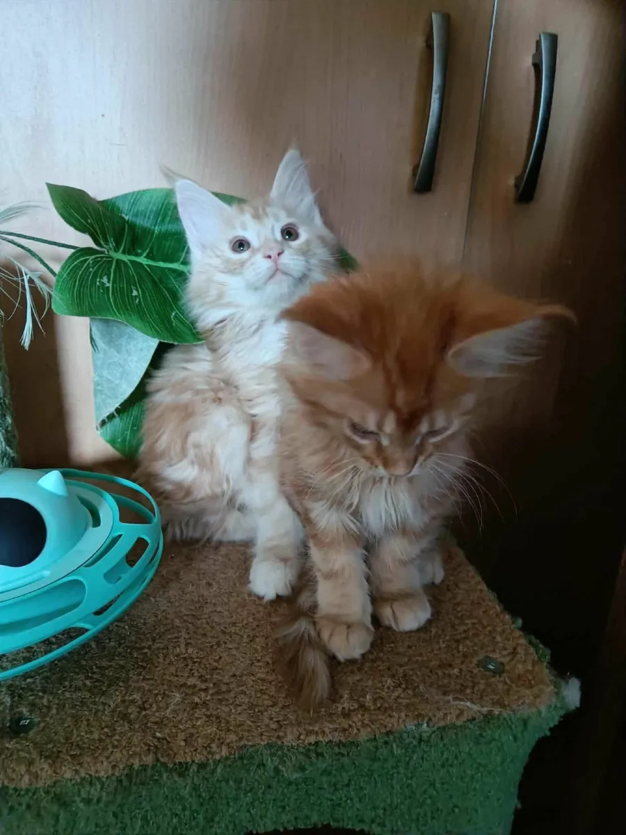 Maine Coon kitten girl Desiree for sale - Image 4