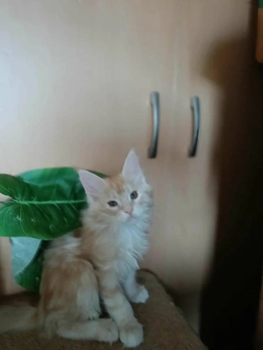 Maine Coon kitten girl Desiree for sale - Image 4