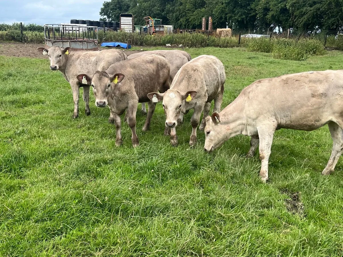 5 super charlaois heifer weanlings - Image 1