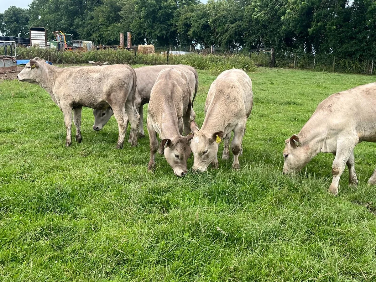 5 super charlaois heifer weanlings - Image 2