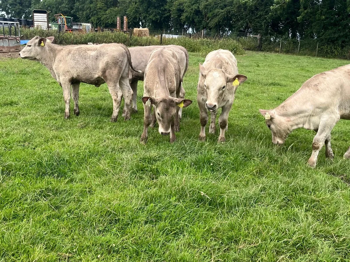 5 super charlaois heifer weanlings - Image 3