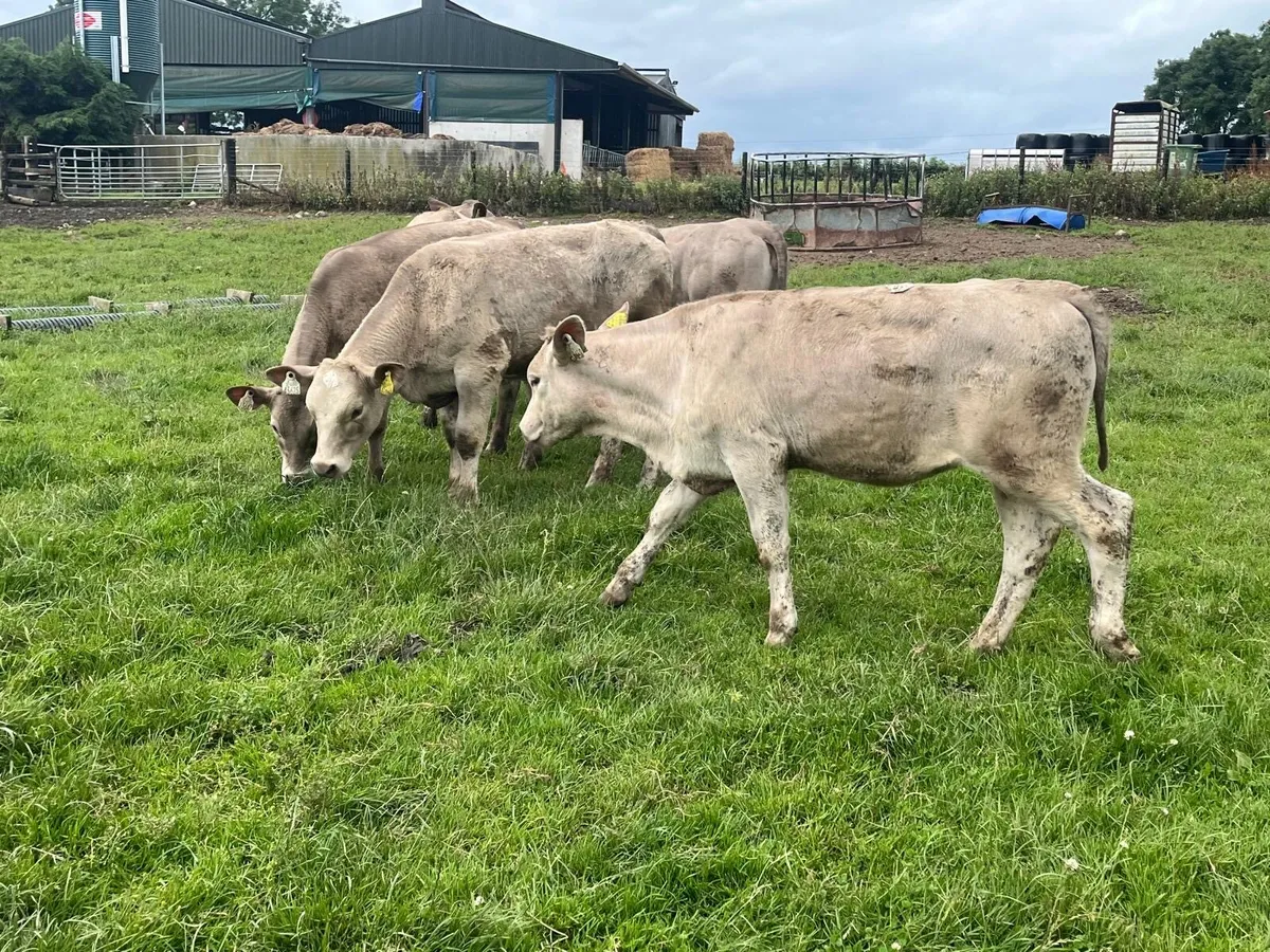 5 super charlaois heifer weanlings - Image 4