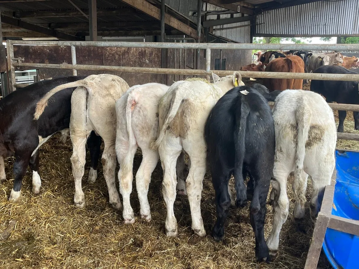 10 super  continental suckler  bred  bulls - Image 1