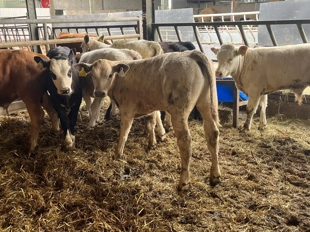 10 super  continental suckler  bred  bulls - Image 2
