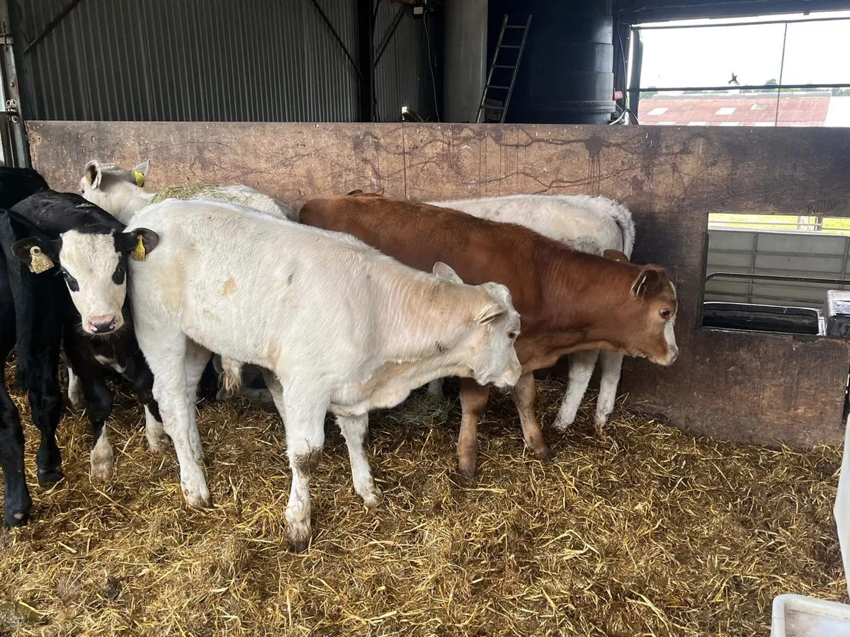 10 super  continental suckler  bred  bulls - Image 4