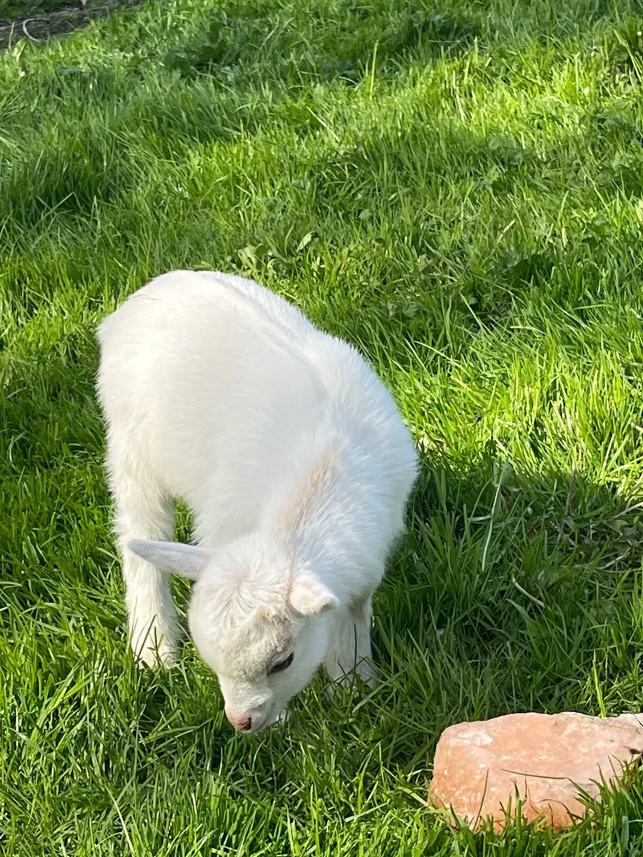 Male Kid Pygmy Goat - Image 2