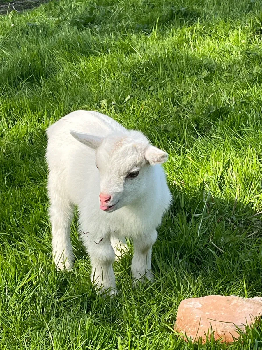 Male Kid Pygmy Goat - Image 3