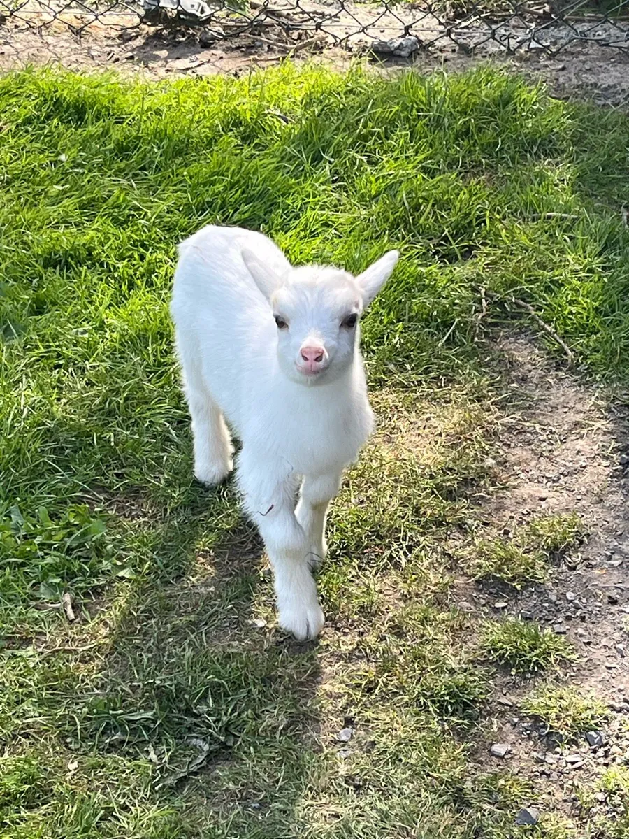 Male Kid Pygmy Goat - Image 4