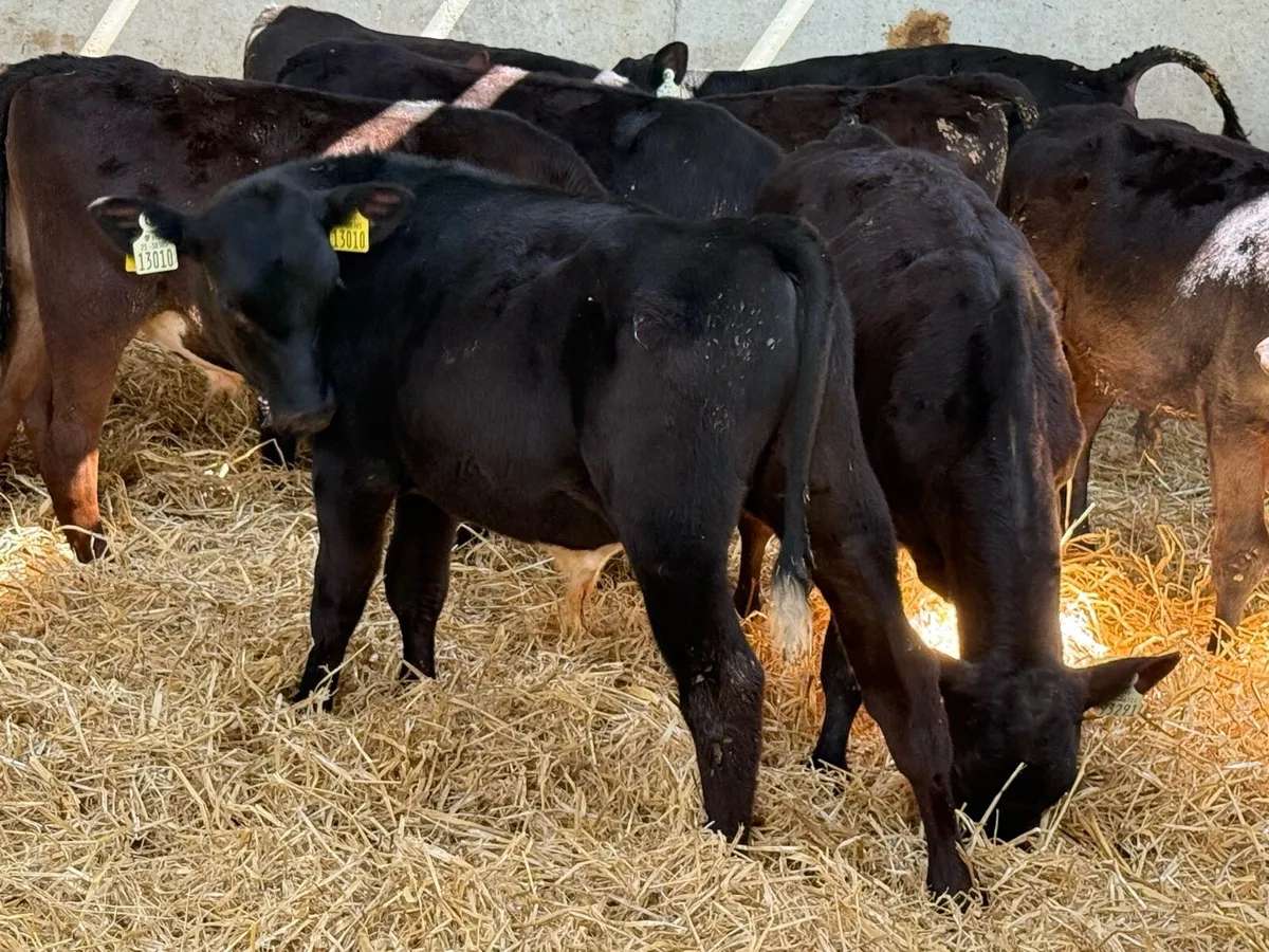 28 Aberdeen Angus Bulls - Image 3