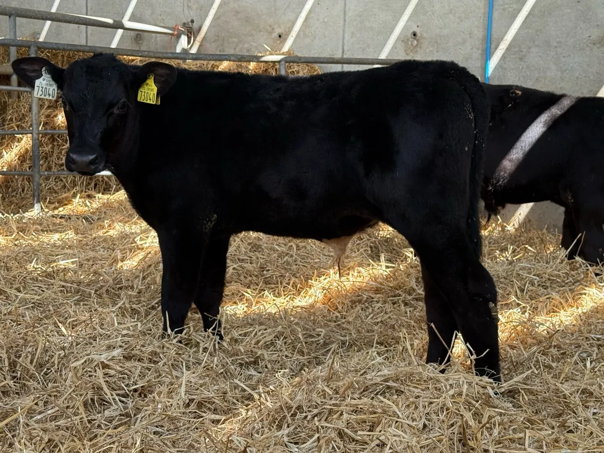 28 Aberdeen Angus Bulls - Image 4