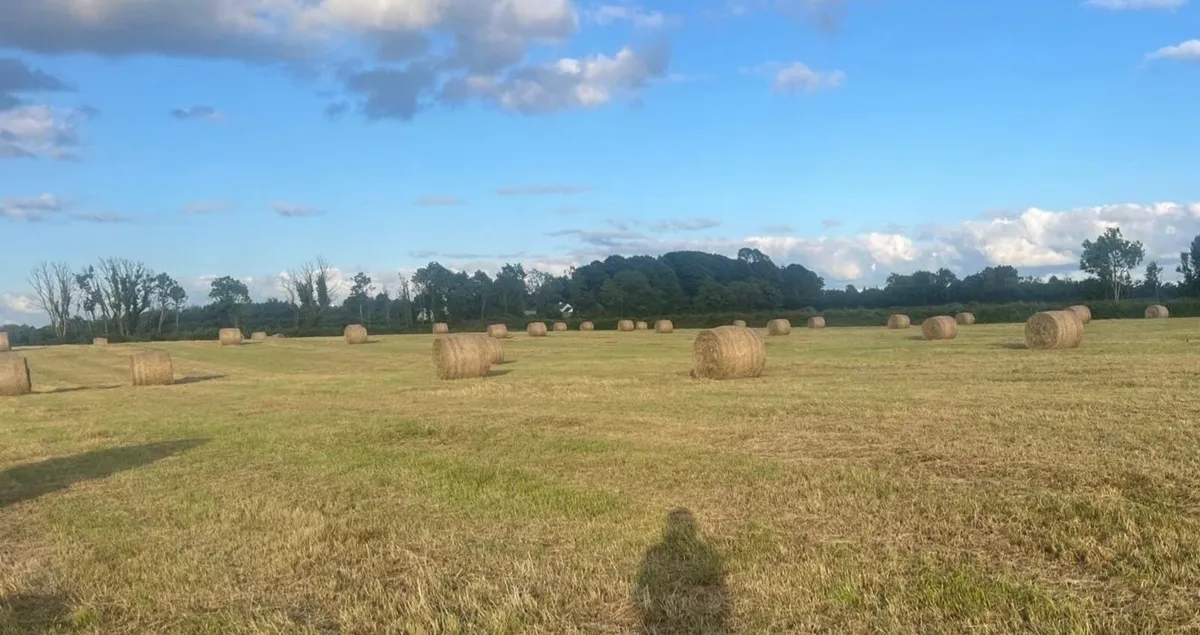 Hay Round Bales - Image 2
