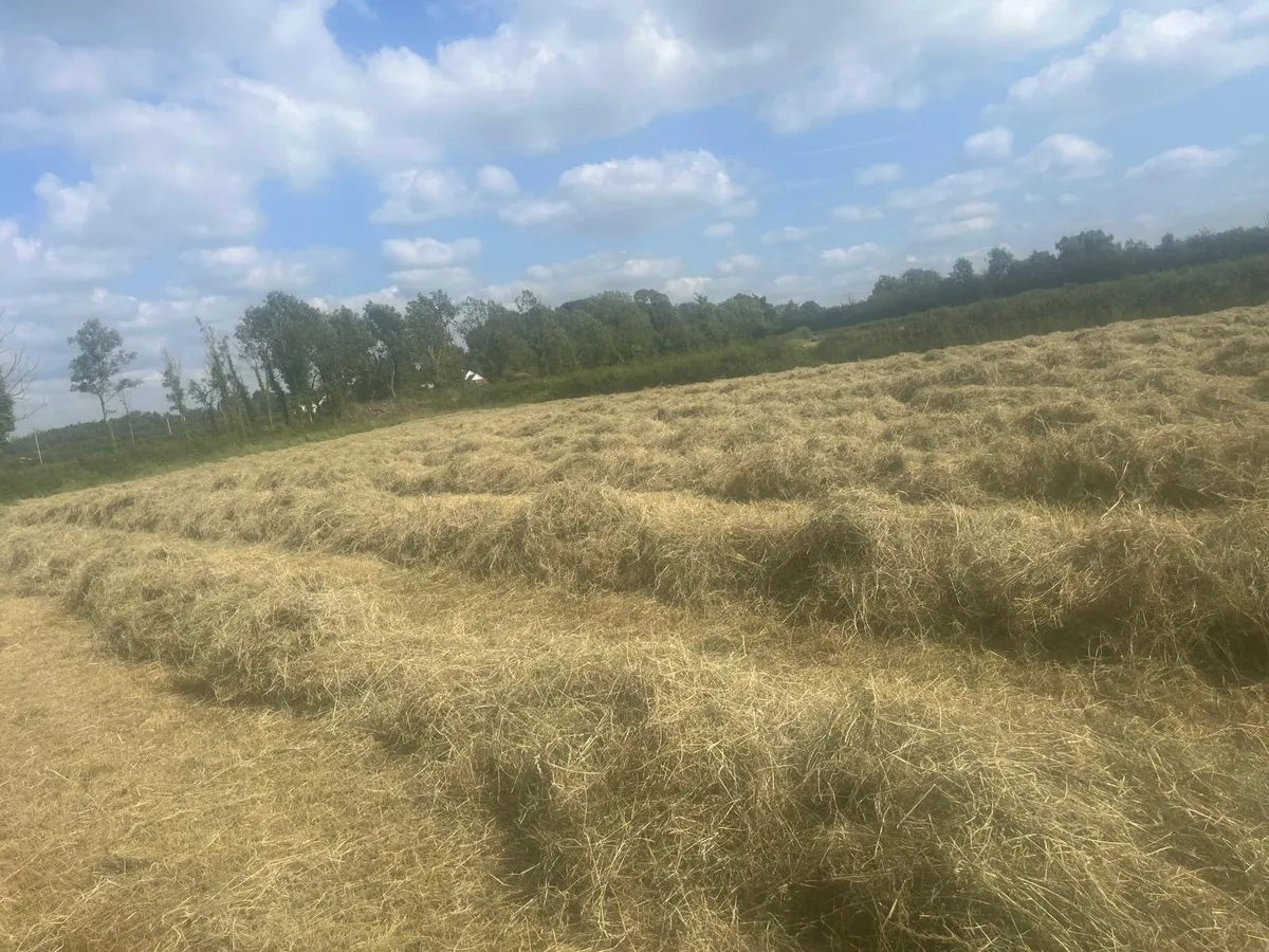 Hay Round Bales - Image 3
