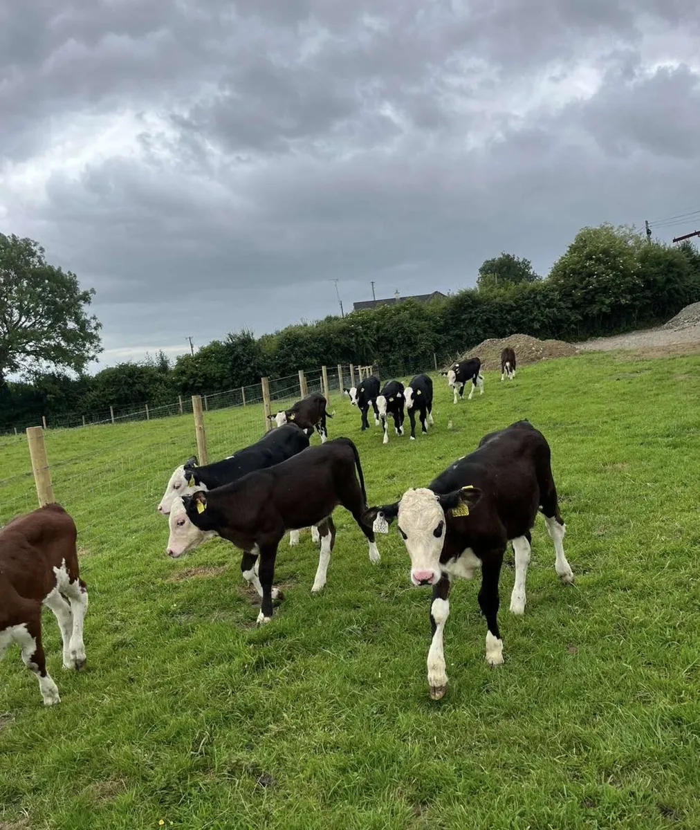 12 super Hereford runners - Image 1