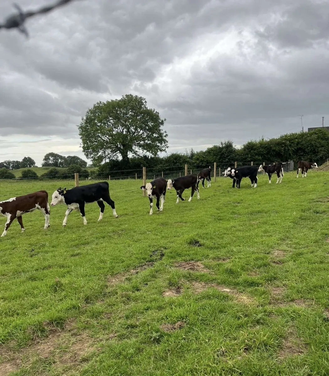 12 super Hereford runners - Image 3