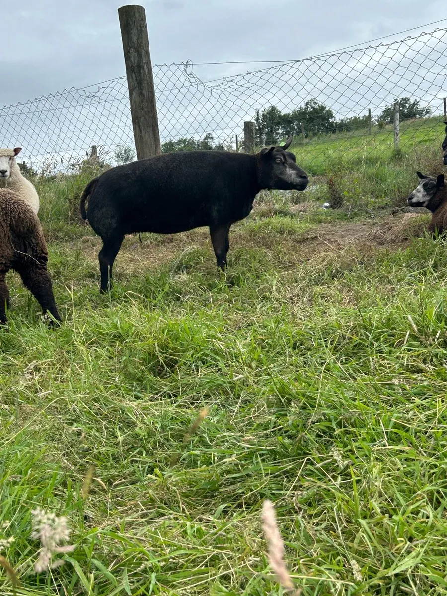 Pedigree registered Blue Texels Hoggets - Image 1