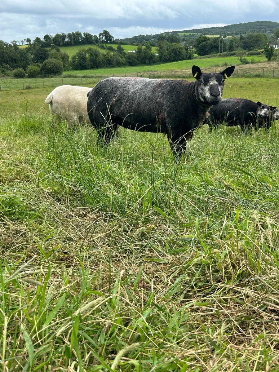 Pedigree registered Blue Texels Hoggets - Image 2