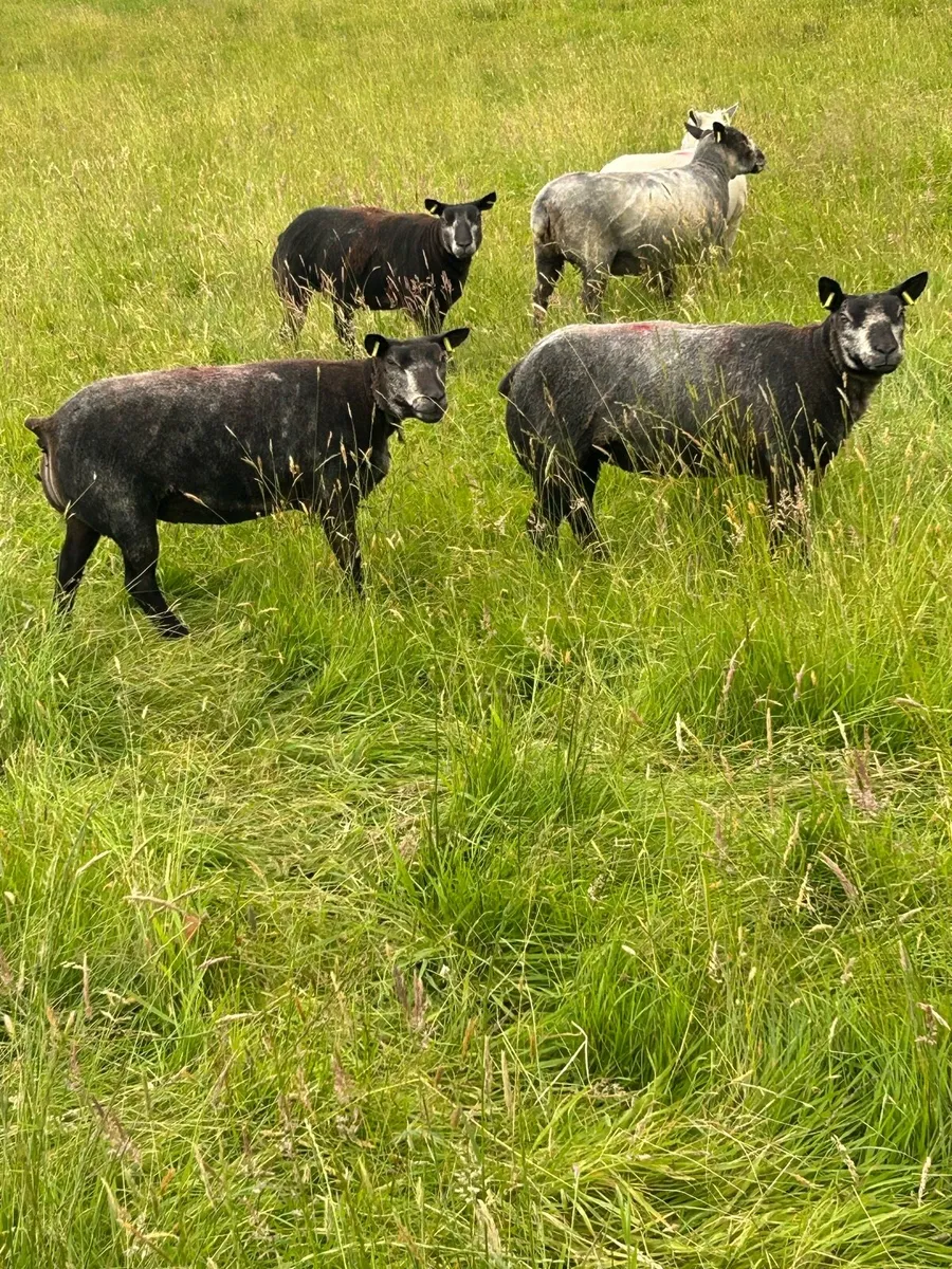 Pedigree registered Blue Texels Hoggets - Image 3