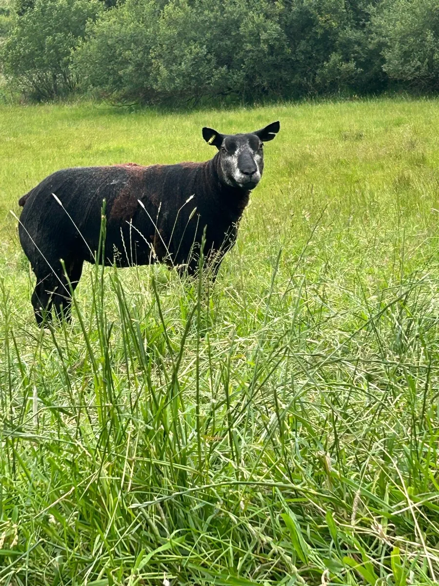 Pedigree registered Blue Texels Hoggets - Image 4