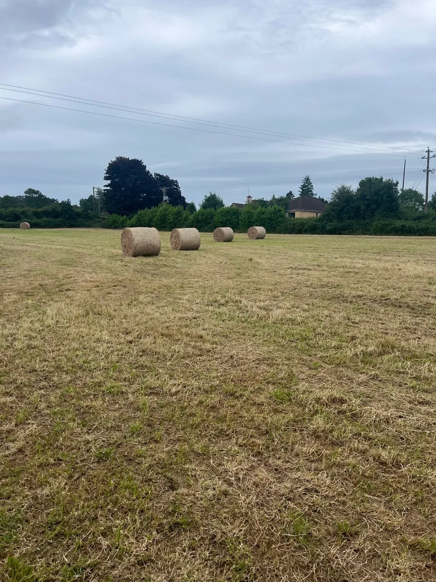 Quality organic / horse hay - Image 2