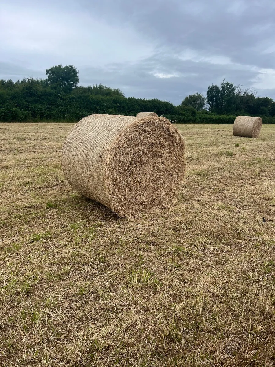 Quality organic / horse hay - Image 1