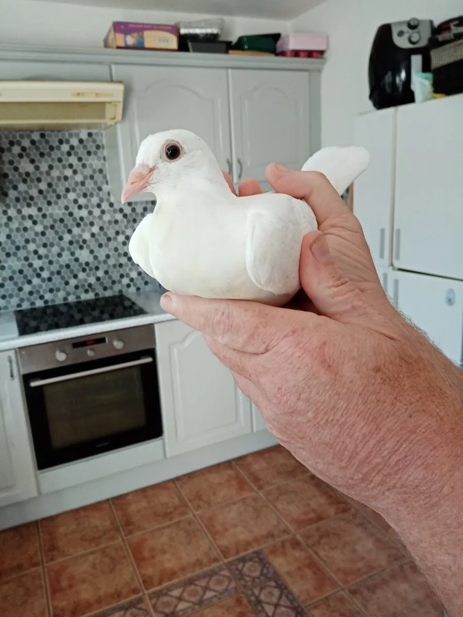 Pigeons (white) - Image 1