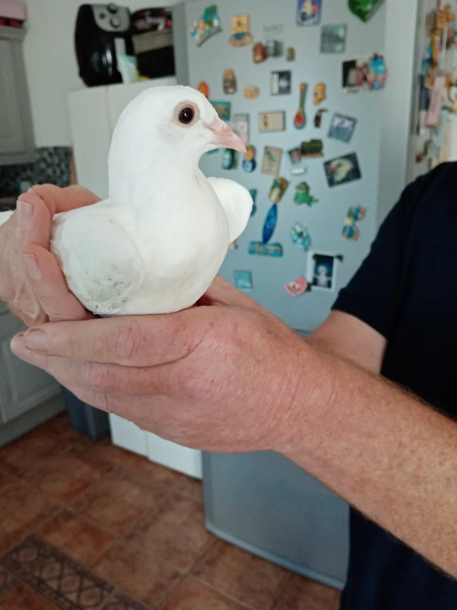 Pigeons (white) - Image 2