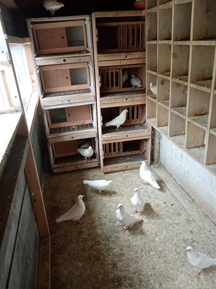 Pigeons (white) - Image 3
