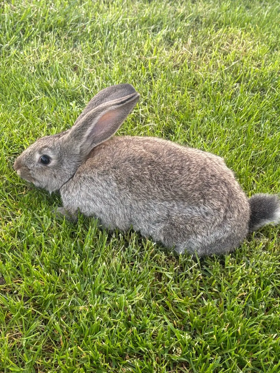 Rabbits