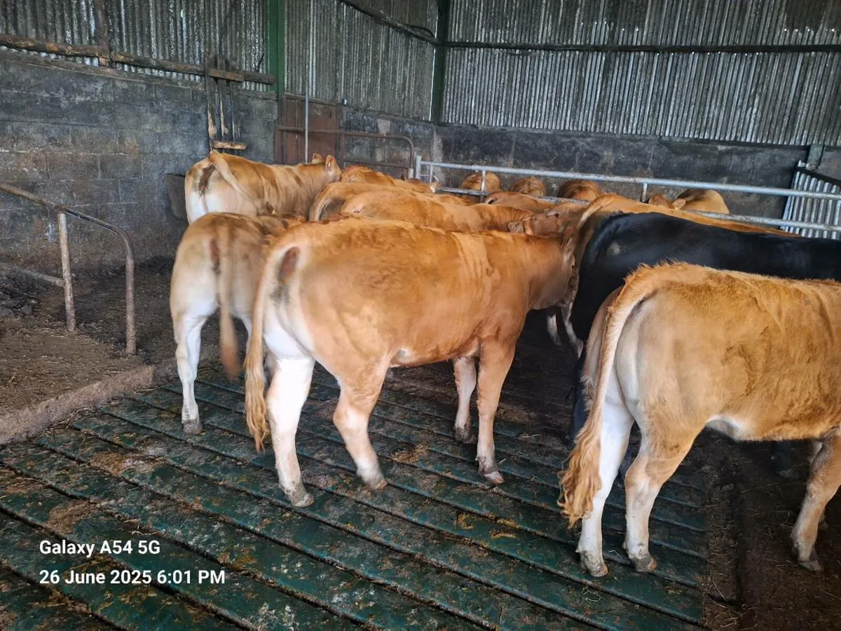 LM heifers for sale tullow mart tomorrow - Image 2