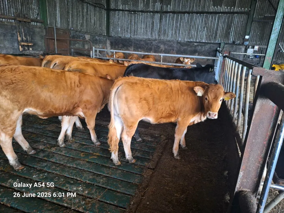 LM heifers for sale tullow mart tomorrow - Image 3