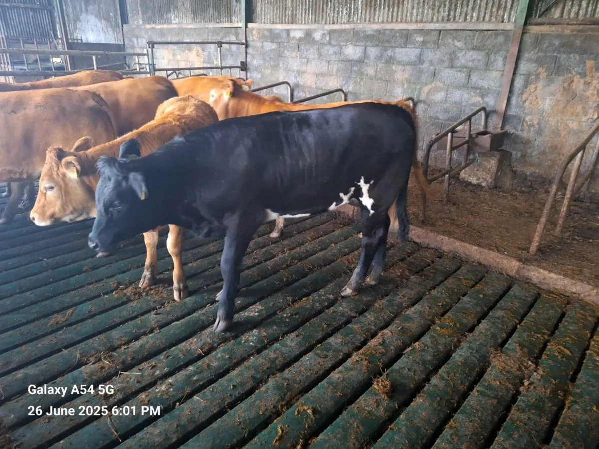 LM heifers for sale tullow mart tomorrow - Image 4
