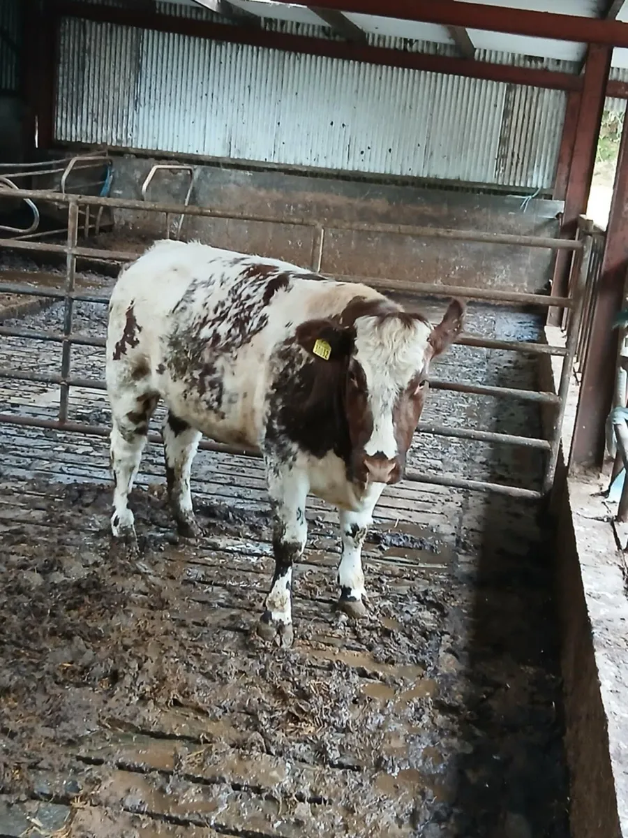 Serious blue heifer - Image 1