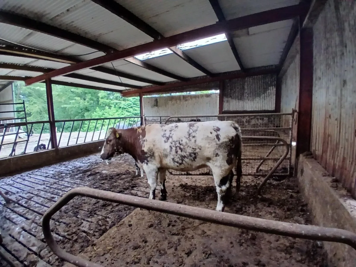 Serious blue heifer - Image 2