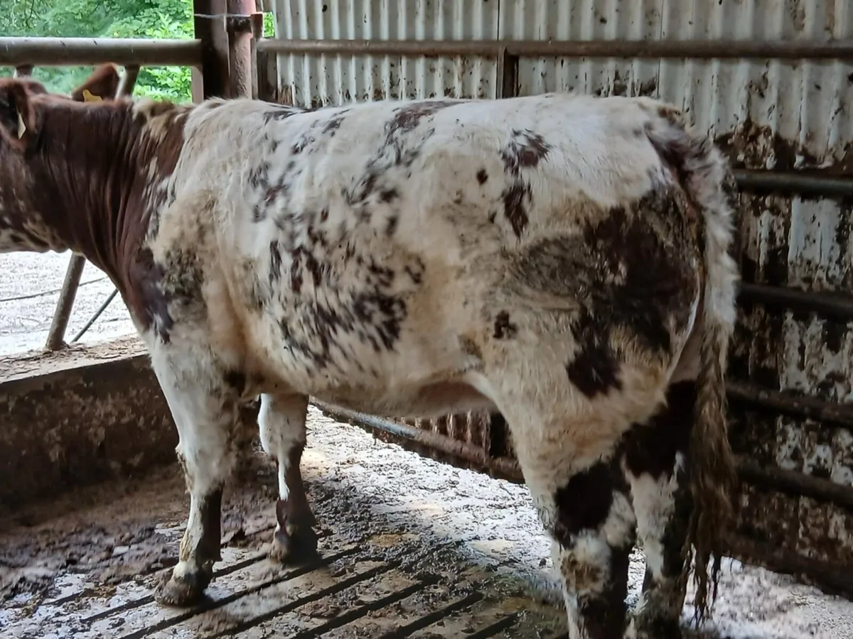 Serious blue heifer - Image 3
