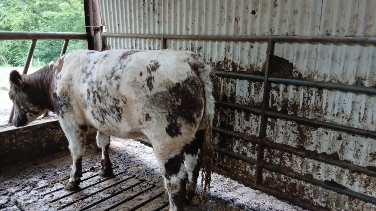 Serious blue heifer - Image 4