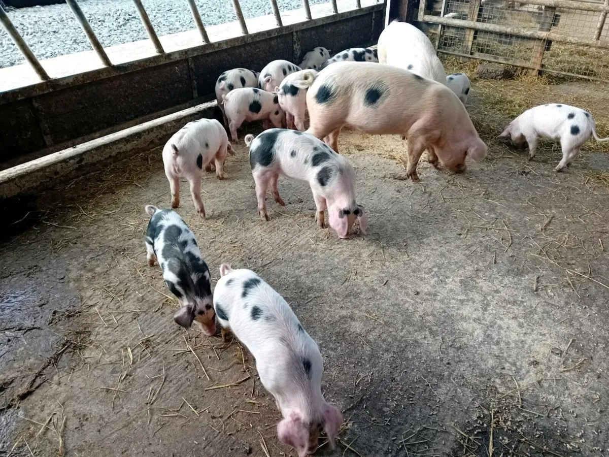 Gloucestershire Old Spot Weaners & Sows - Image 3