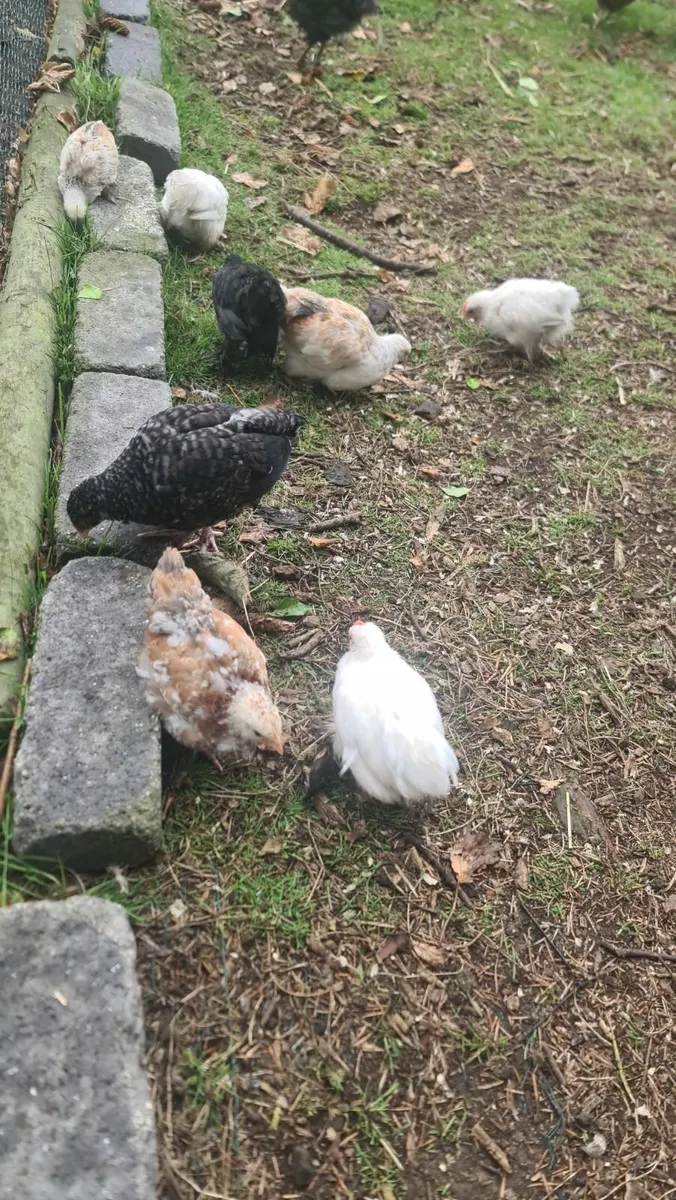Chicks - Image 2