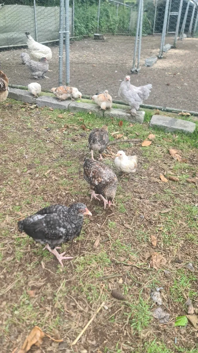 Chicks - Image 3